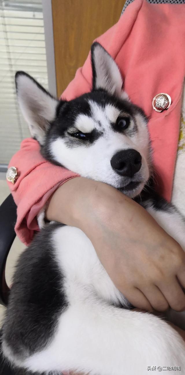 哈士奇:为什么哈士奇叫二哈？哈士奇真的那么傻吗？