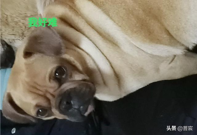 马耳他犬:哪些狗狗运动量小，平时遛弯比较好遛