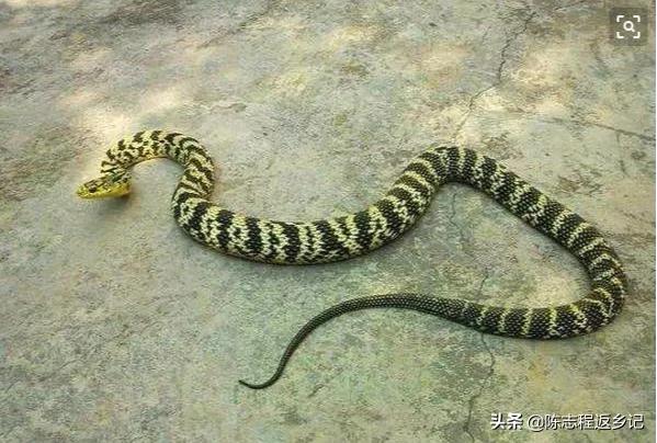 喜玛拉雅白头蛇价钱:喜玛拉雅白头蛇价格 你认为国内最毒的蛇是哪一种？