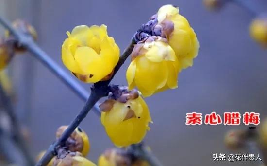 家里养梅花好吗:腊梅放在室内会影响开花吗？需要注意什么？