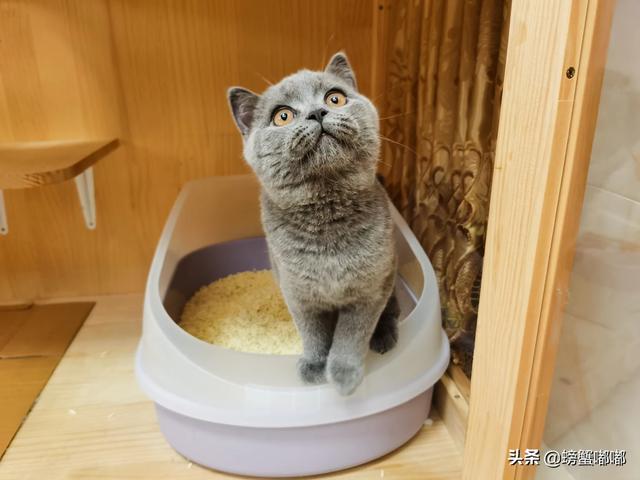 逃出可爱猫咪房间:小猫刚回新家一直躲着不出来怎么办？ 猫咪逃离密室