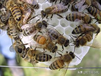 关于蜜蜂的知识有哪些简单:怎样养殖蜜蜂，蜜蜂养殖技术及蜜蜂养殖方法？