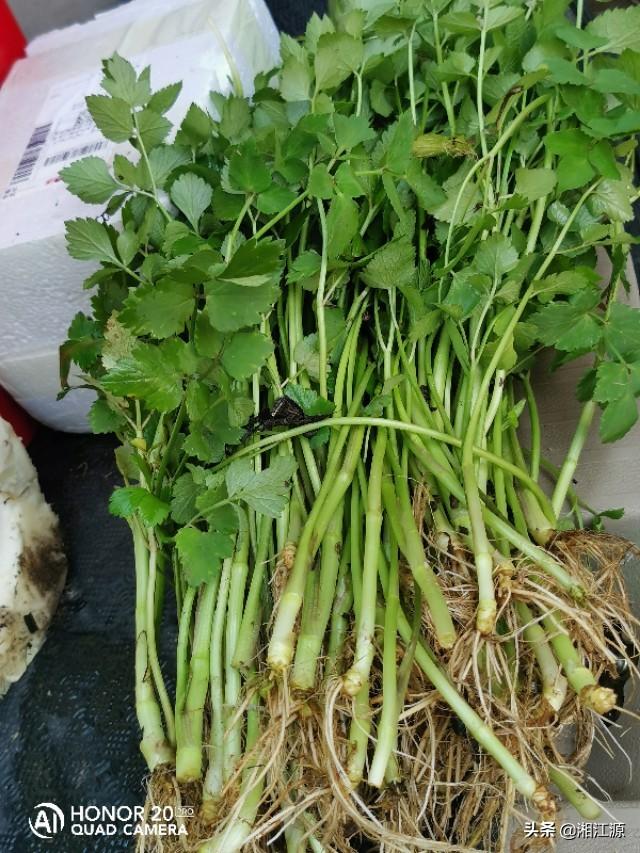 你们在农村吃过什么野菜,或者是吃过什么野生水果,最让你回味的是哪种