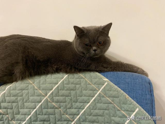 养猫好吗:家里有小孩子，是不是不适合养猫了？必须要送走猫咪吗？