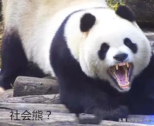 河马哥刘惠璞:壮年河马、北极熊和东北虎这三样动物打起来谁厉害？