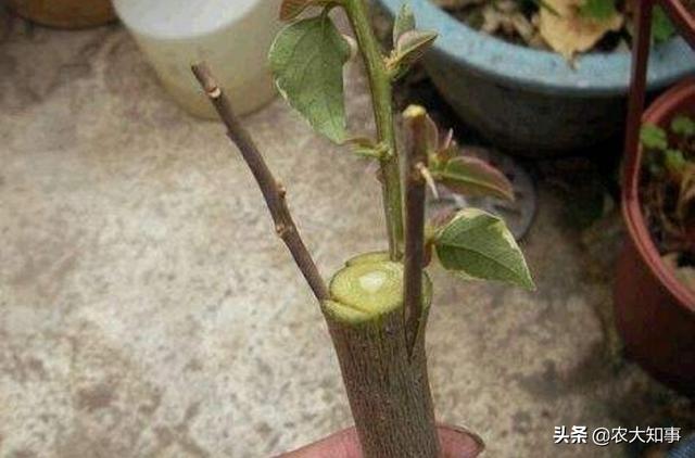 嫁接的意思:苹果梨不就是嫁接的吗，为什么说苹果和梨嫁接不能活？