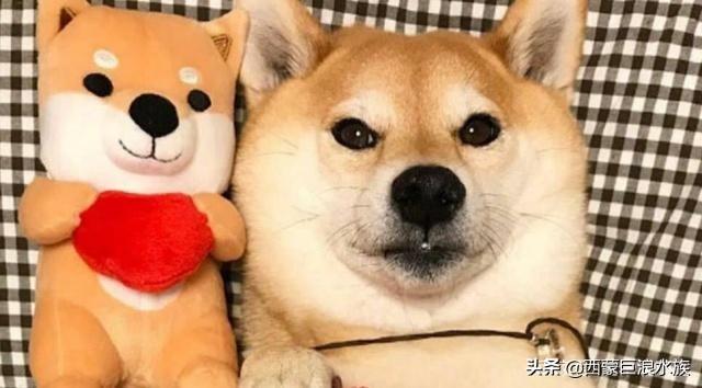 柴犬智商6:“戏精”柴犬的活动量如何，值得饲养吗？