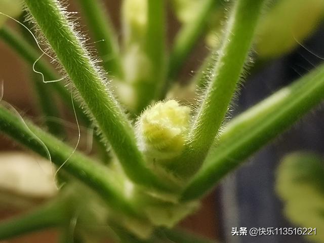 什么相机软件拍照好看？