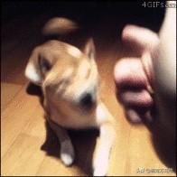训狗有方:新手训狗和养狗的经验方法有哪些？
