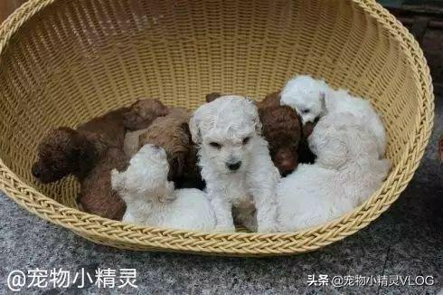 星期狗是什么意思:宠物市场为什么专门卖星期狗？