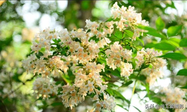 板蓝花(板蓝花儿开简谱)