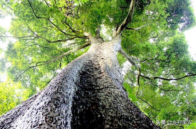 桢楠树是国家保护树:润楠树怕冻吗？种植需要注意什么？