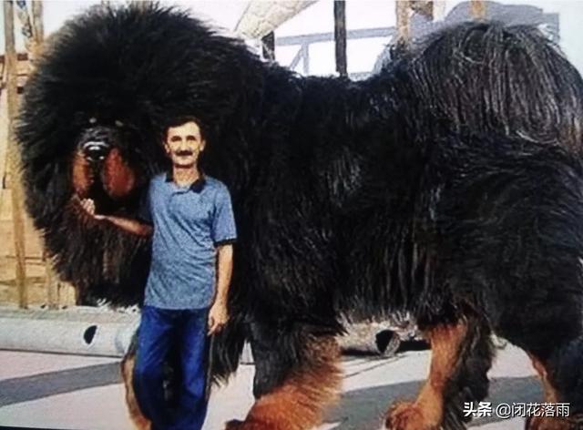 藏敖:藏獒到底做错了什么？被人类如此抹黑？
