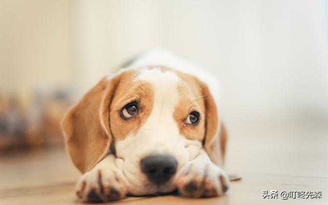 狗狗真菌性皮肤病:狗狗真菌感染的初期症状是结痂吗？狗狗皮肤被真菌感染了怎么办？