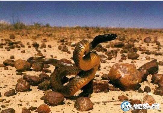世界上最毒的蛇有哪些:世界上最毒的十种蛇，在澳大利亚能发现几种？