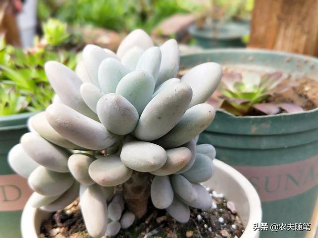 头条问答 养多肉也好几年了 现在是能养活了 但是为什么总是不出状态呢 14个回答