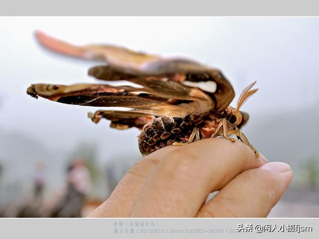 贵妇犬蛾子和蚕蛾:飞蛾翅膀上长有2个“蛇头”！这种飞蛾你见过吗？