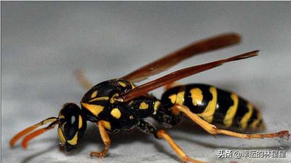 马蜂和黄蜂哪个厉害