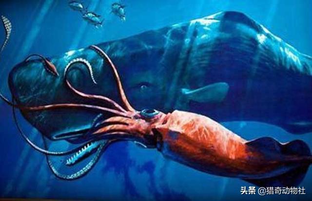 大王酸浆鱿:乌贼Architeuthis dux体型为何如此巨大？