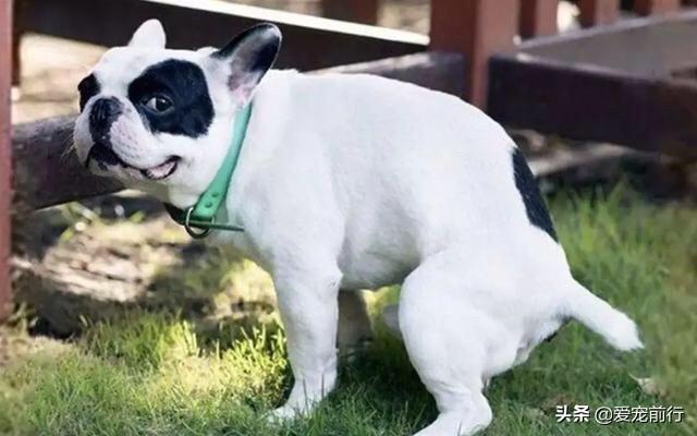 怎么样训练狗不乱撒尿:怎么训练狗狗不在家里大小便？