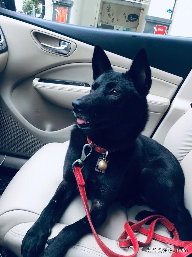 中华田园犬:中华田园犬智商排名 陪伴中国人几千年的土狗，真的有缺点吗？