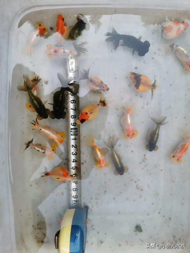 头条问答 为什么我养的金鱼快一年了 感觉一点儿都没长 还是刚买来时那么大 9个回答