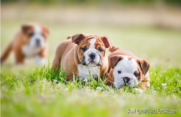 英国纯种可卡犬图片:英国可卡犬1只大概多少RMB？