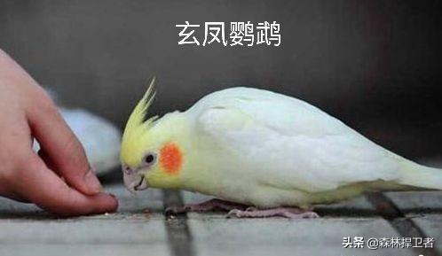 黑喉草雀好养吗:黑喉草雀的饲养方法 云南全面禁止非法野生动物交易！到底哪些不能吃？