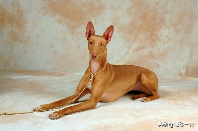 法老王猎犬幼犬图片:小型法老王猎犬图片 有哪些狗狗品种属于皇室贵族？