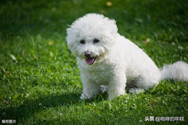 可爱的比熊犬图片:比熊犬性格成熟会有哪些表现？