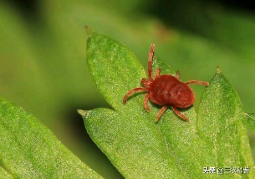 红蜘蛛有没有剧毒，蔬菜生产上，危害蔬菜的红蜘蛛有哪些如何有效防治