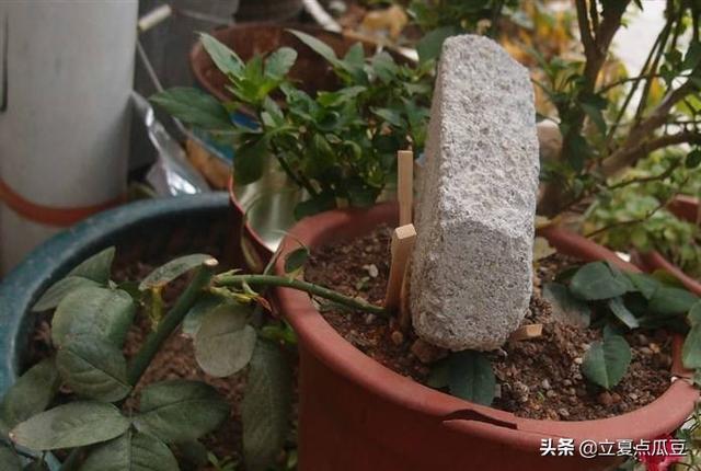果汁阳台月季可以压枝吗？