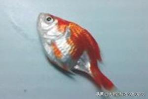 养金鱼的技巧:怎样在家里用简易鱼缸养金鱼？