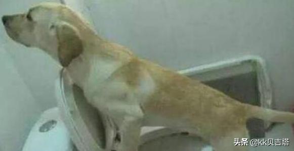 狗的训练:怎样怎么训练狗狗大小便？