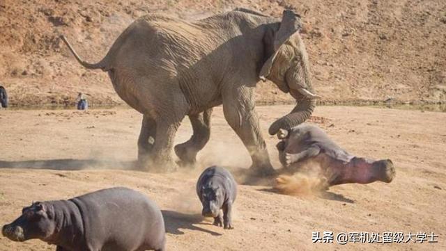 大象肉究竟好不好吃，犀牛河马大象出肉量这么高，为什么没人养着吃
