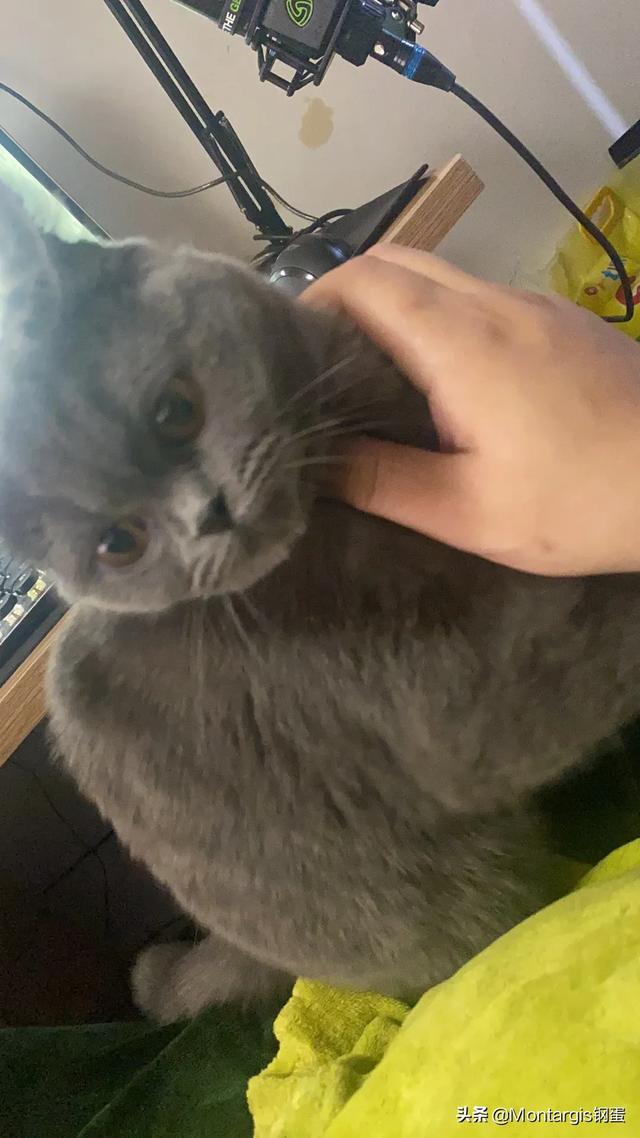 朋友的猫不想养了,这只是什么品种的猫,好养吗？