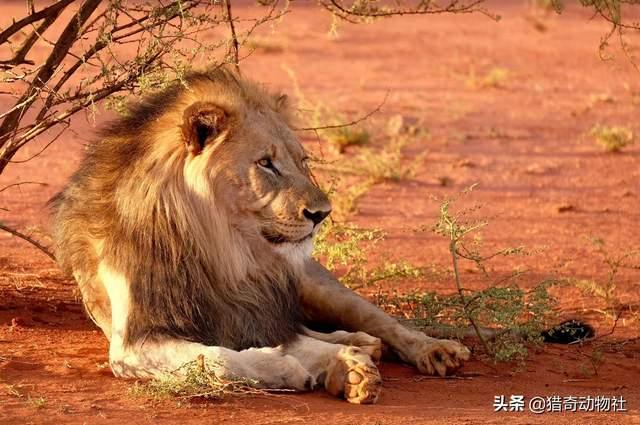 鬼獒王咬死狮子图片:有人说所有的老虎天生就畏惧雄狮，根本要素是什么？