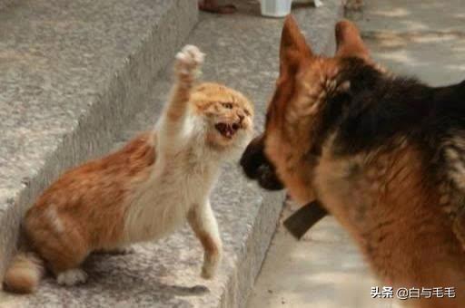 猫狗打架为啥猫总是占优势，为什么猫狗打斗狗总处于下风？如果真的打起来，狗能打过猫吗？