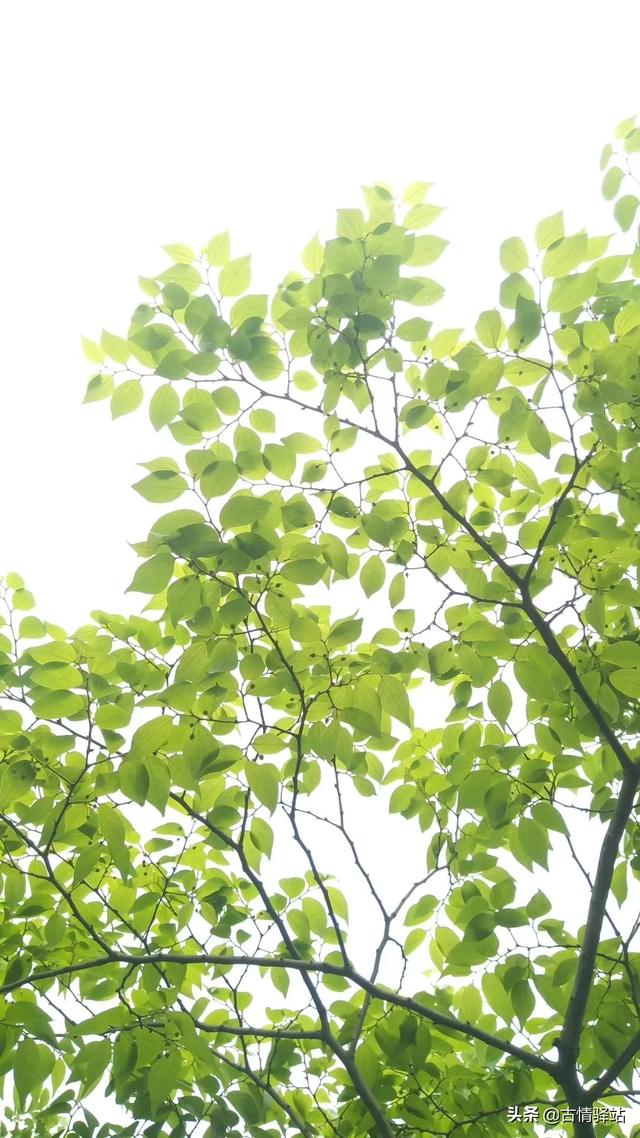 我想加盟菜鸟驿站？