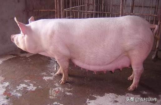 头条问答 - 母猪怀孕八十天吃多少料一天?(7个回答)