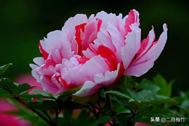 我的华为用了两年卡的不行了，想问用华为的手机最长用几年？插图14