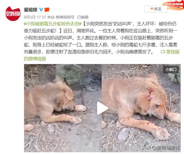 蕲蛇图片:宠物狗大战7斤重五步蛇，不料被咬身亡，人遇到五步蛇怎么办？
