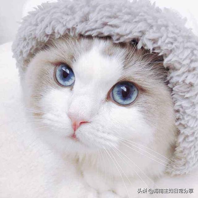 伯曼猫吧:伯曼猫和暹罗猫 布偶猫是一个不错的猫种吗？