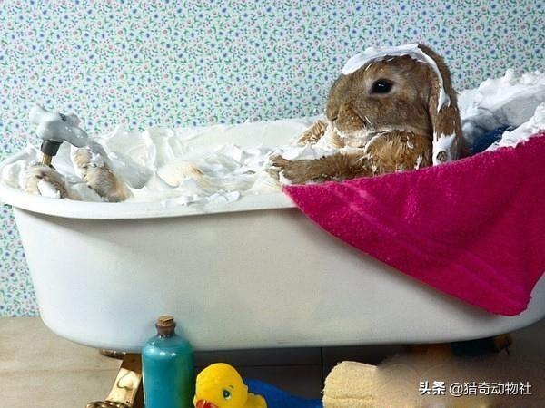 兔子为什么不能碰水？