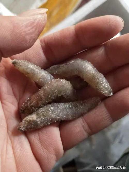 小龙鱼不好养吗?:小龙鱼的饲养方法 金龙鱼好养吗?能养多大？