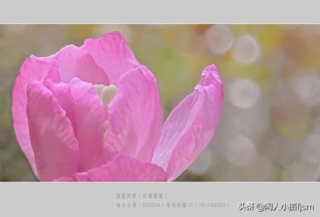 使用手机拍摄，使用“前景”有什么技巧
