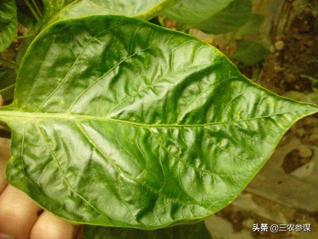 绿椒竹节虫吃什么:种植辣椒卷叶是什么原因？如何防治？