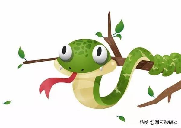 亚马逊森蚺和眼睛王蛇:深圳惊现十多斤蟒蛇！和眼镜王蛇比较，同是3米，谁的杀伤力强？
