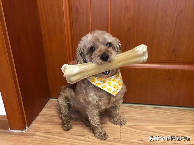 小金毛犬图片:小金毛犬图片大全 小金毛犬得细小有什么症状？