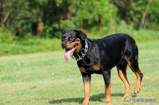 新疆马里努阿犬犬舍:新疆棉花质量好 鬣狗为什么不培养做警犬？